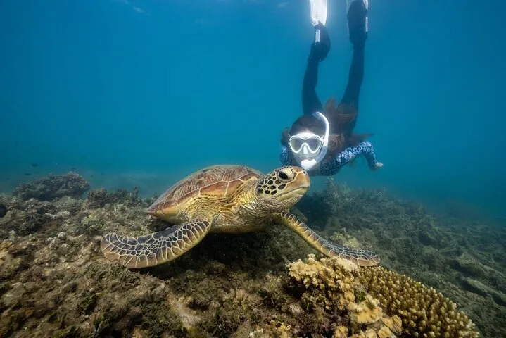 A snorkeler observing a sea turtle swimming over a coral reef underwater.