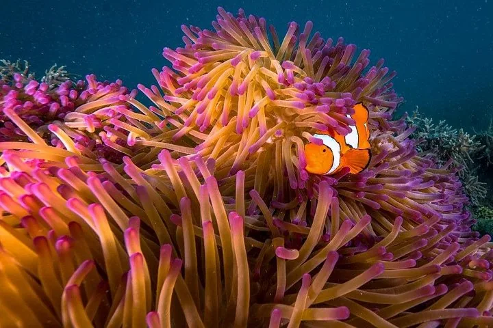 A clownfish swimming amidst vibrant purple and orange sea anemone tentacles underwater.